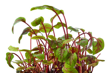 Fototapeta na wymiar Fresh sorrel sprouts isolated on white. Microgreens.