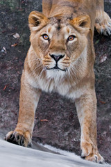 Naklejka na ściany i meble Powerful paws confident look. predatory interest of big cat portrait of a muzzle of a curious peppy lioness close-up