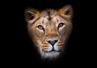 Fototapeta na wymiar In the dark In the dark Powerful paws confident look. predatory interest of big cat portrait of a muzzle of a curious peppy lioness close-up