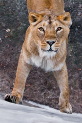 Obraz na płótnie Canvas predatory interest of big cat portrait of a muzzle of a curious peppy lioness close-up discolored coat, bright orange eyes.