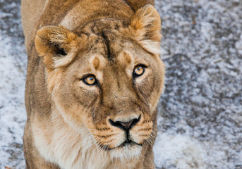  predatory interest of  big cat portrait of a muzzle of a curious peppy lioness close-up discolored coat, bright orange eyes.