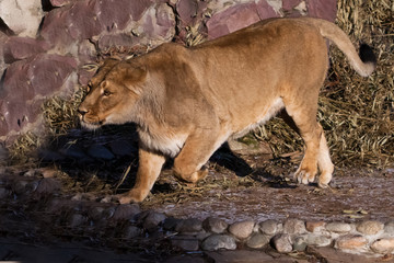 Fototapeta premium sneaking. peppy powerful yellow lioness is walking.