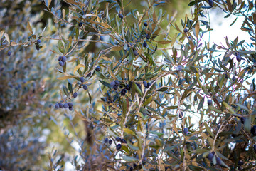 An Israeli olive tree, with olives on the tree.
