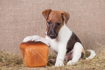Fox Terrier puppy sits next to rye bread