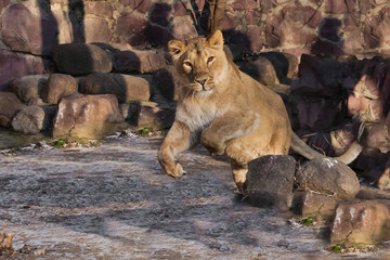 Jumping  peppy powerful yellow lioness is walking.