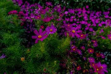 Fototapeta premium purple flowers in the garden