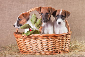 Three fox terrier puppies sitting in a basket on a burlap with a branch of viburnum