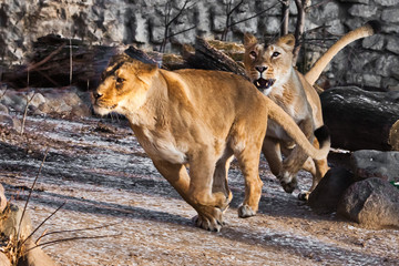 Fototapeta na wymiar two cats play and chase. peppy powerful yellow lioness is walking.