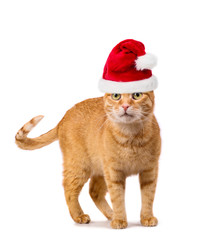 Red cat with Santa hat