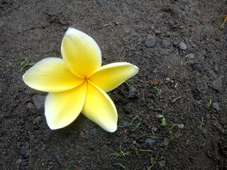 frangipani flower on stone