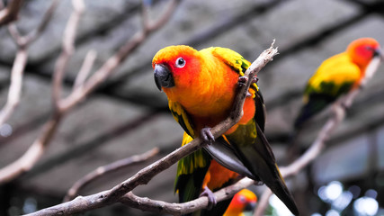 Sun conure birds holding branches in the zoo.