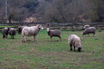 Obraz premium Fluffy sheep grazing and grassing on the farm land. Flock of sheep eating grass outdoor