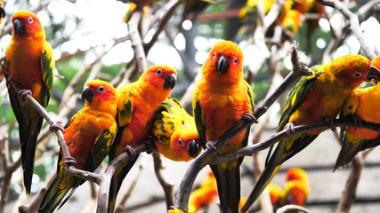 Group of Sun conure birds holding branches together in the zoo.