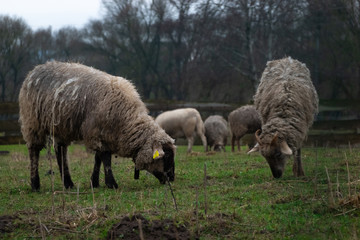 Fluffy sheep grazing and grassing on the farm land. Flock of sheep eating grass outdoor