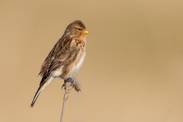 Twite Perched