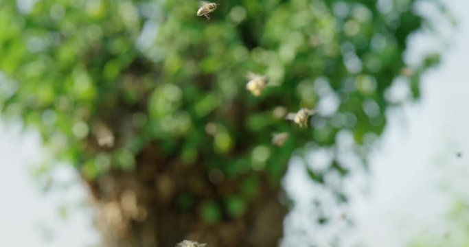 bees fly slow motion