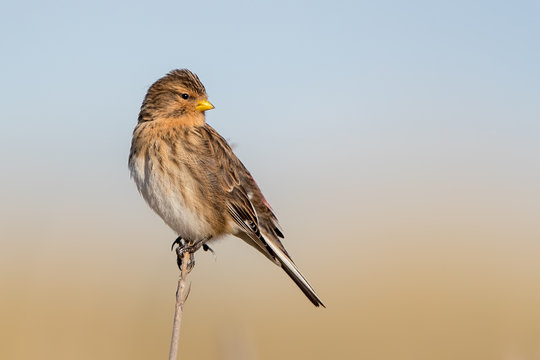 Twite Perched