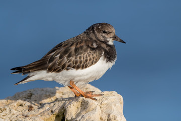 Turnstone on Rocks