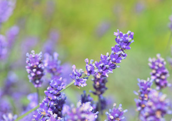 close on lavender flower blooming on green bacground in a garden