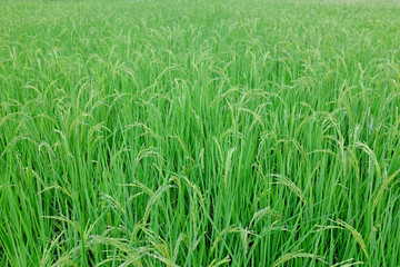 Young green rice in the rice fields background.