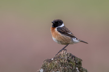 Stonechat Perched