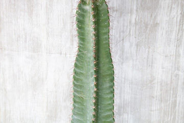 Cactus plant with concrete wall