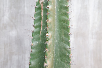 Cactus plant with concrete wall