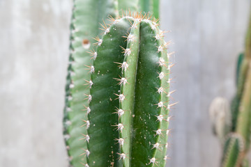 Cactus plant with concrete wall