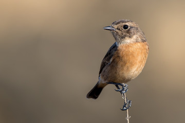 Stonechat Perched
