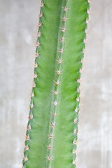 Cactus plant with concrete wall