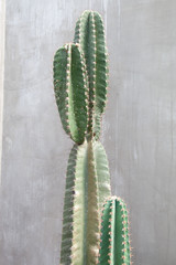 Cactus plant with concrete wall