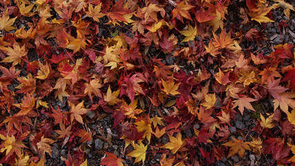 A lot of dried red leaves fallen on the ground.