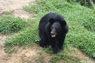 Himalayan Black Bear, Selenarctos thibetanus 