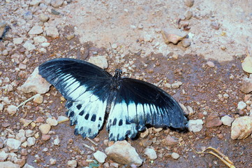 Blue Mormon, Papilio polymnestor butterfly