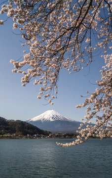 Mount fuji , Lake kawaguchiko and cherry blossom. Yamanashi . Japan.