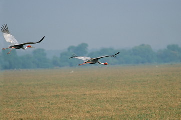 Fototapeta premium Sarus Crane, Grus antigone in flight&nbsp;