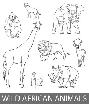 Set of wild african animals illustrations in lines. Educational zoology illustration, coloring book picture.