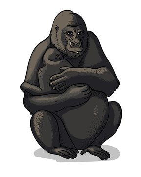 African female gorilla with baby-gorilla sitting isolated in cartoon style. Educational zoology illustration, coloring book picture.