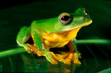 Malabar Gliding Frog, Racophorous malabaricus