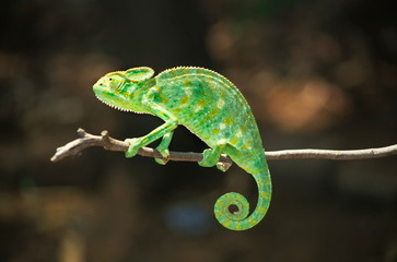 South Asian Chamaeleon, Chamaeleo zeylanicus,