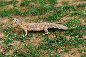 Spiny Tailed Lizard, Uromastyx hardwickii