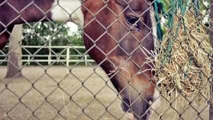 a beautiful horse