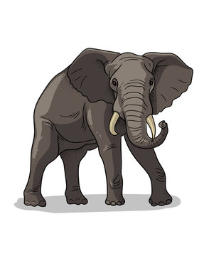 African savannah standing elephant isolated in cartoon style. Educational zoology illustration, coloring book picture.
