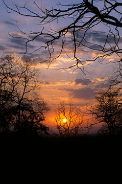 Sunrise at Tadoba National Park, Maharashtra, India  © RealityImages