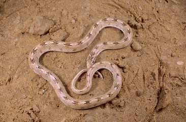 Sind Awl Headed Snake Lytorhyncus paradoxus,