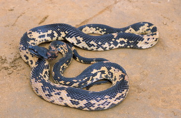 Royal Snake, Spalerosophis atriceps, North India 