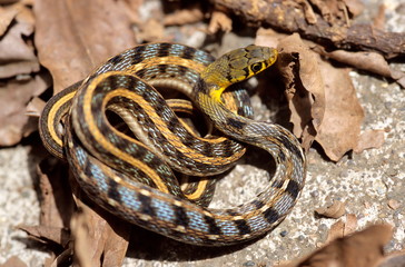 Striped Keeled Back, Amphiesma stolata
