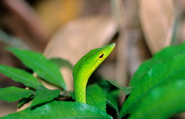 Green Vine Snake, Ahaetulla nasuta