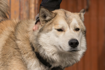 The human hand lies on the scruff of a purebred mongrel red-white dog in a collar