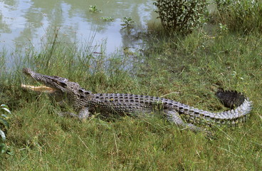 Estuarine crocodile at Sunderbans, West bengal, India